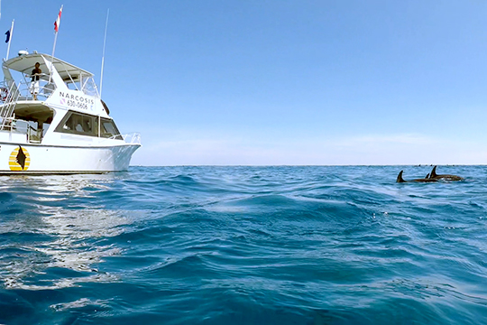 Capt. Alex Edwards on Narcosis with dolphins