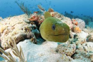 Dive West Palm Beach Florida to see Green Morays