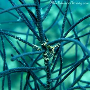 Basket Star wrapped around coral