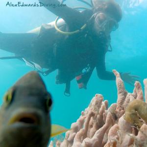 Diver with a Damselfish and a Seahorse