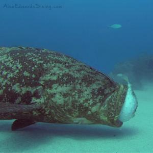 Grouper with Pufferfish in its mouth