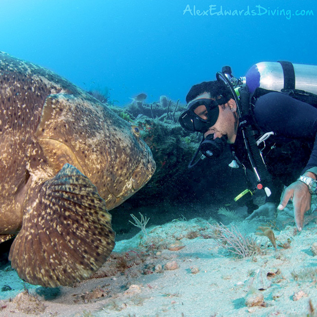 Grouper named Shadow looking at Alex Edwards